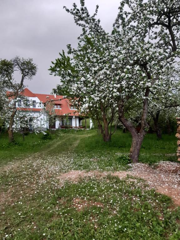 Pensiune ZOLD DIOFA PANZIO