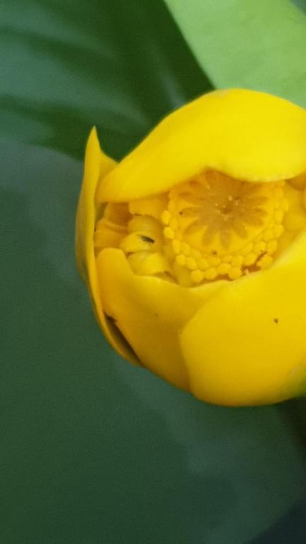 Pensiune FLOAREA DINTRE APE